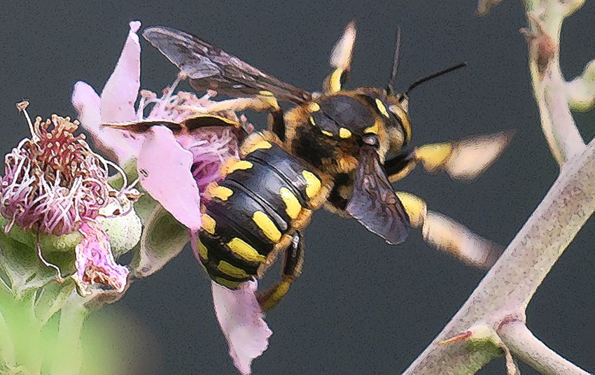 Anthidium florentinum?